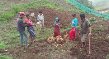 खोटाङका किसानले फलाए ६ हजार केजी आलु, बिक्री गर्न कोसेली घर सञ्चालन
